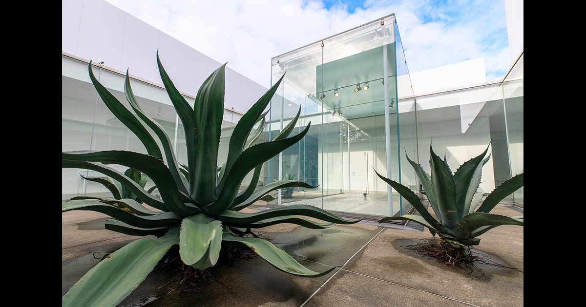 川井昭夫《PLANT CIRCLE V：水が与えられなかったとせよ》