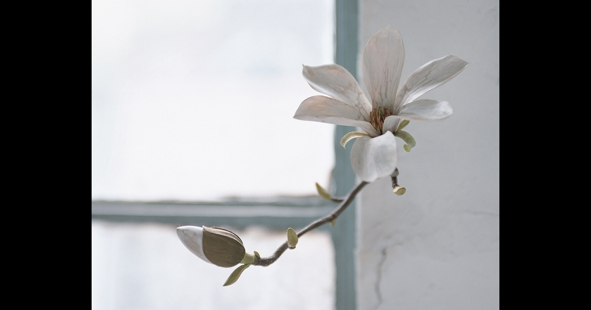 須田悦弘《辛夷》、2002、木に彩色／© Yoshihiro Suda、Courtesy of Gallery Koyanagi